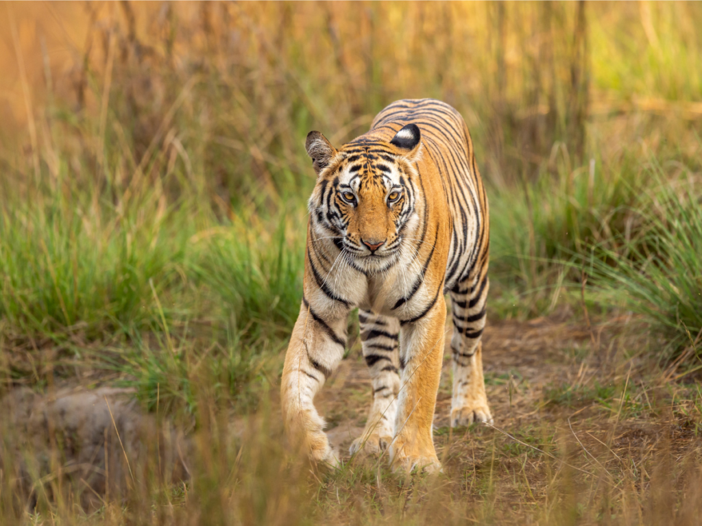 Tiger In Pench