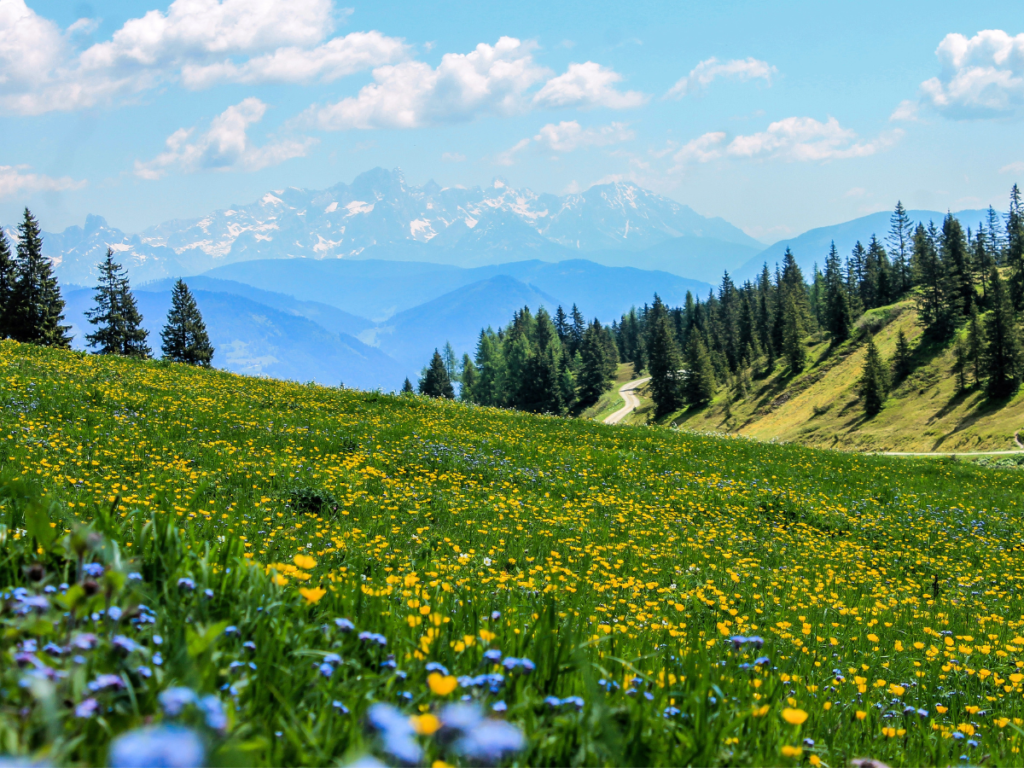 Valley Of Flowers Uttarakhand