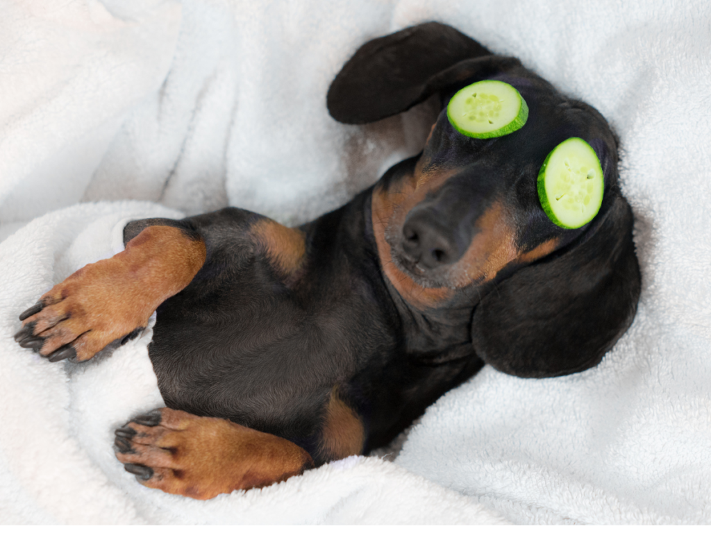 Dog Friendly Hotel